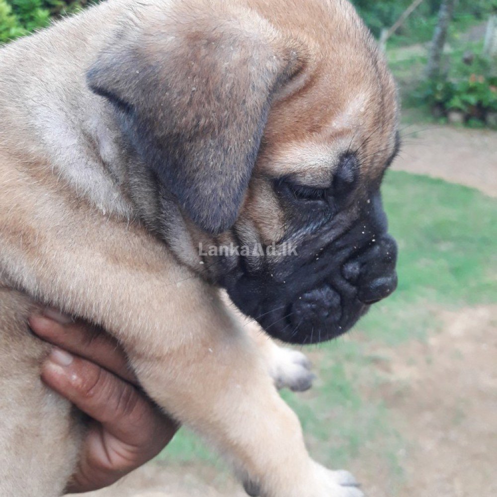 Bullmastiff Puppies Piliyandala