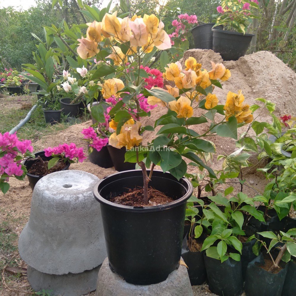 Bougainvillea Flowers, Ja-Ela