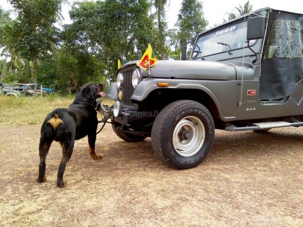 Rottweiler Dog Price In Sri Lanka