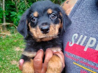 Selling Rottweiler puppies